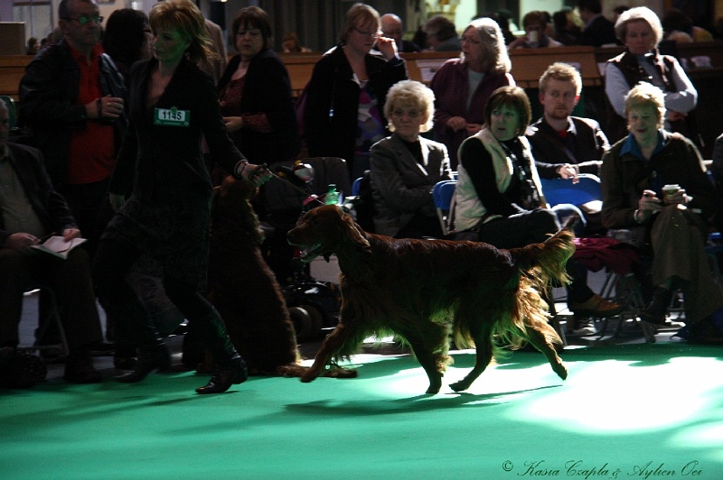 Crufts2011 522.jpg